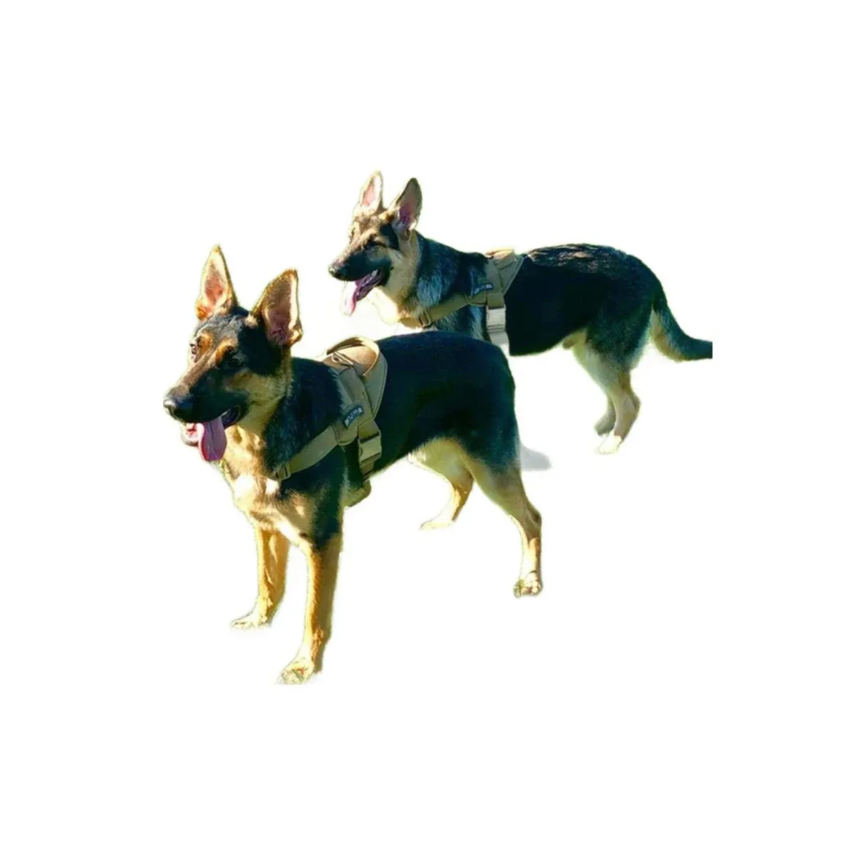 Black tactical dog harness on a German Shepherd