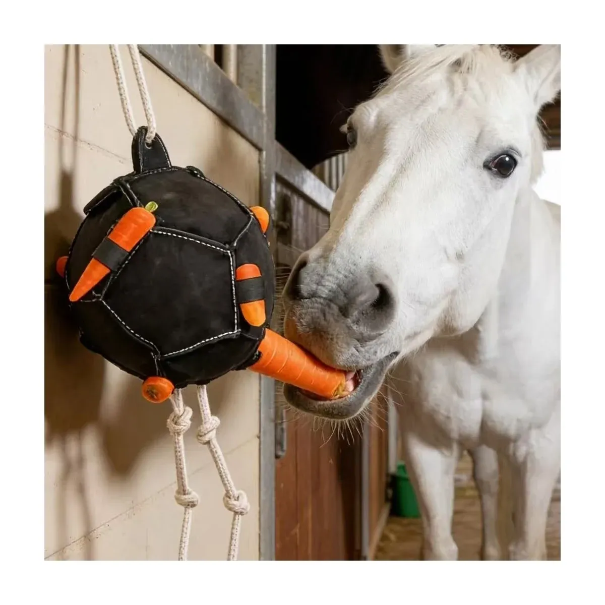 Horse eating from a hanging treat ball
