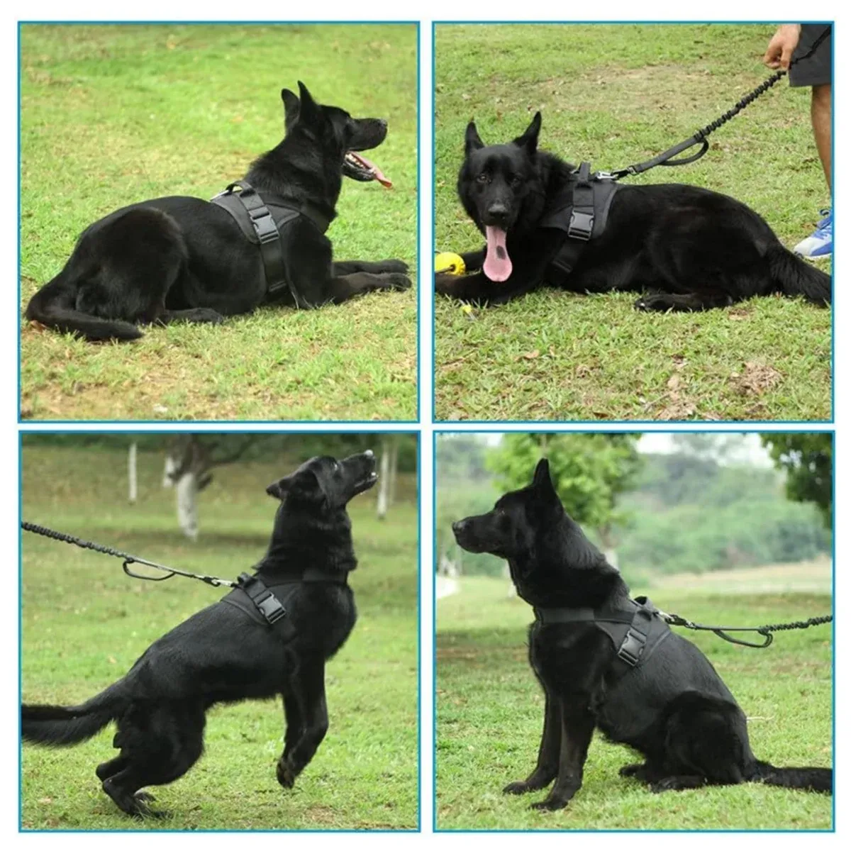 Dogs wearing tactical harnesses outdoors