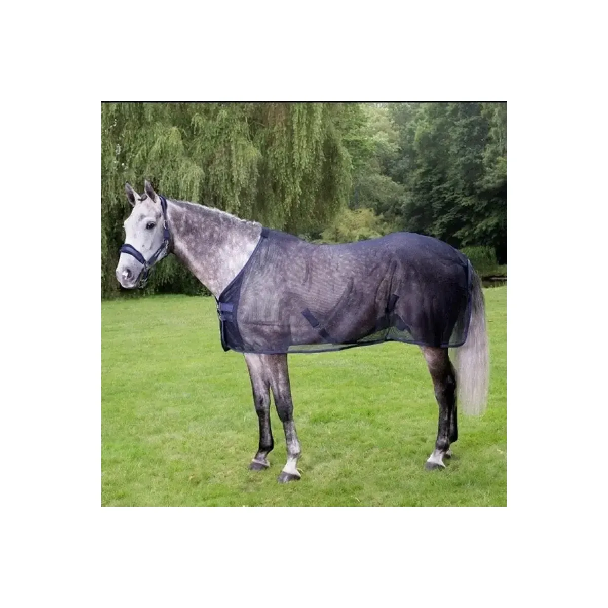 Grey horse in a mesh fly sheet