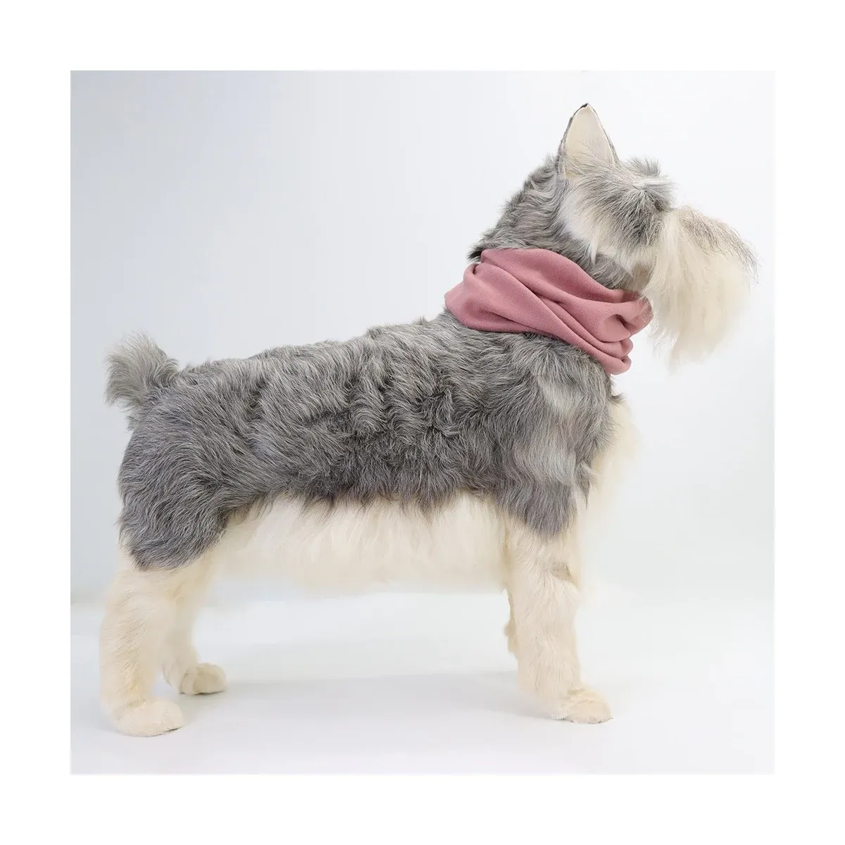 Grey dog wearing pink ear muffs