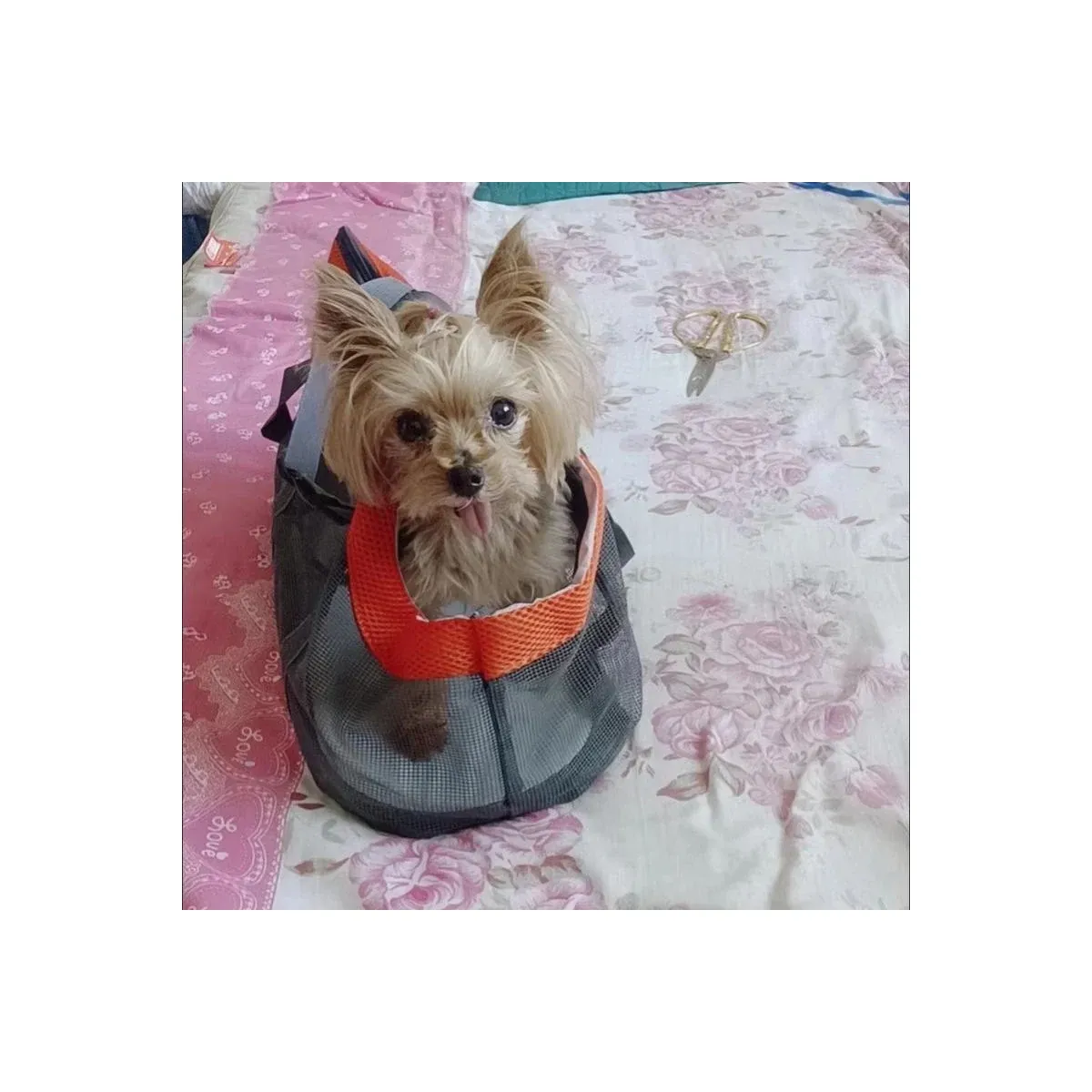 Small dog in a panorama pet tote