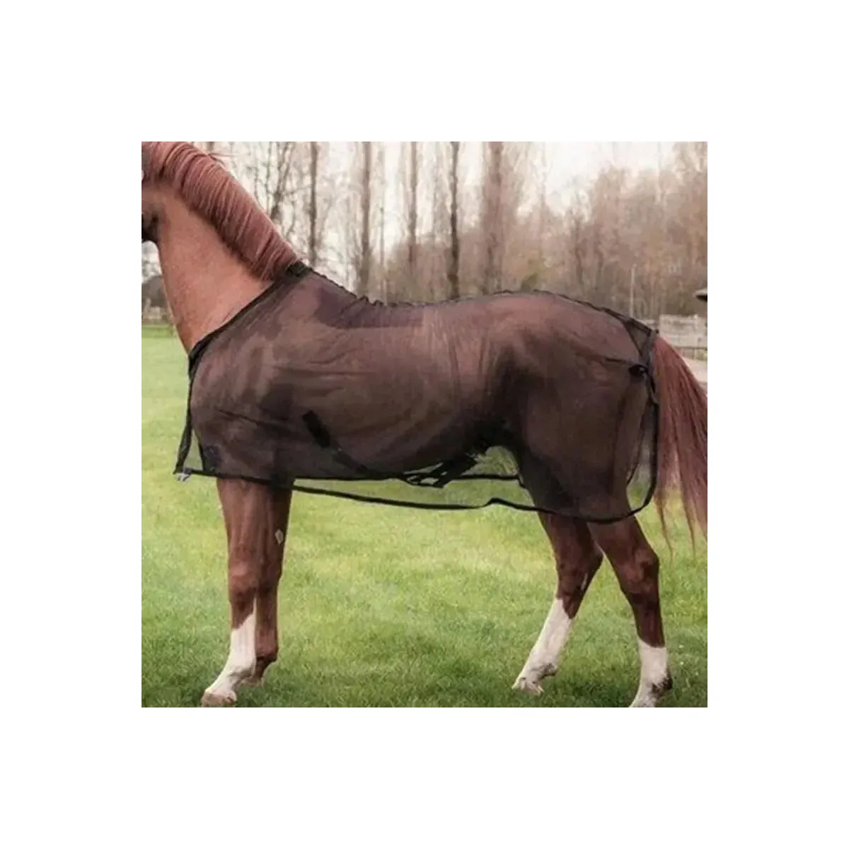 Brown horse wearing a fly sheet in a field