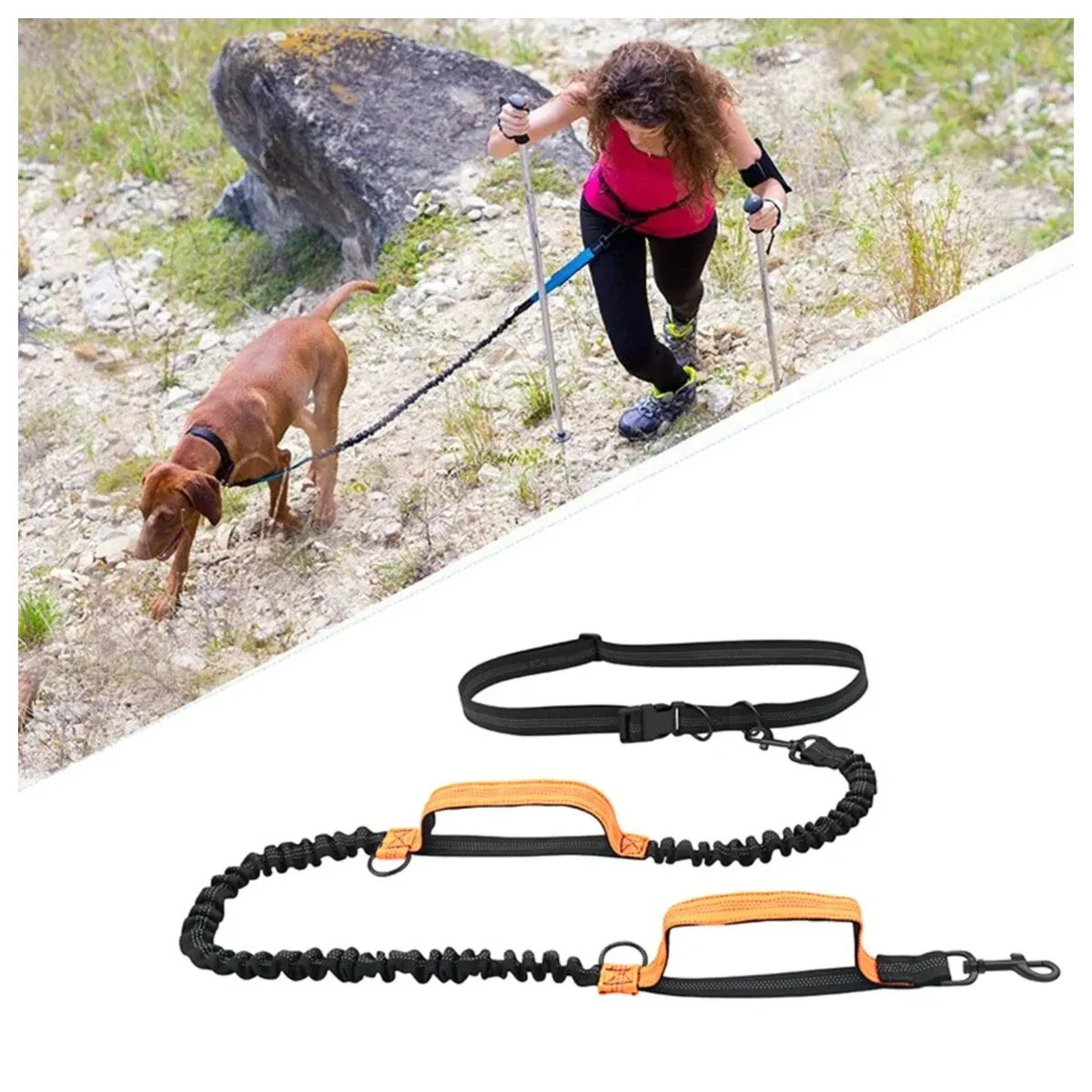 Two dogs walking on a double bungee leash