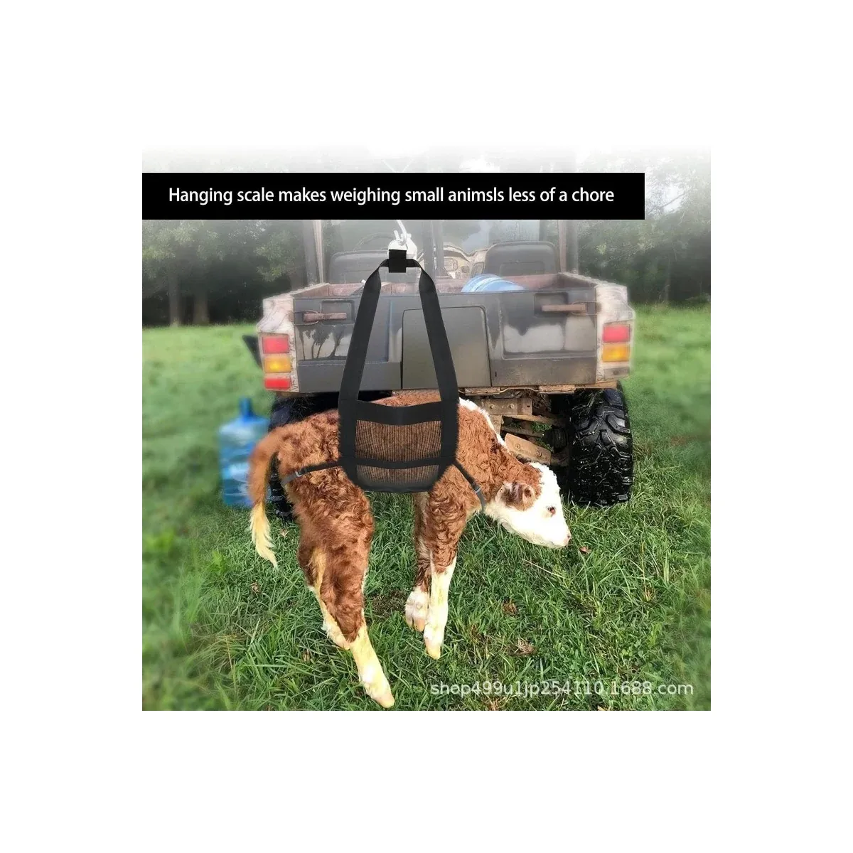 Calf in a hanging weighing sling