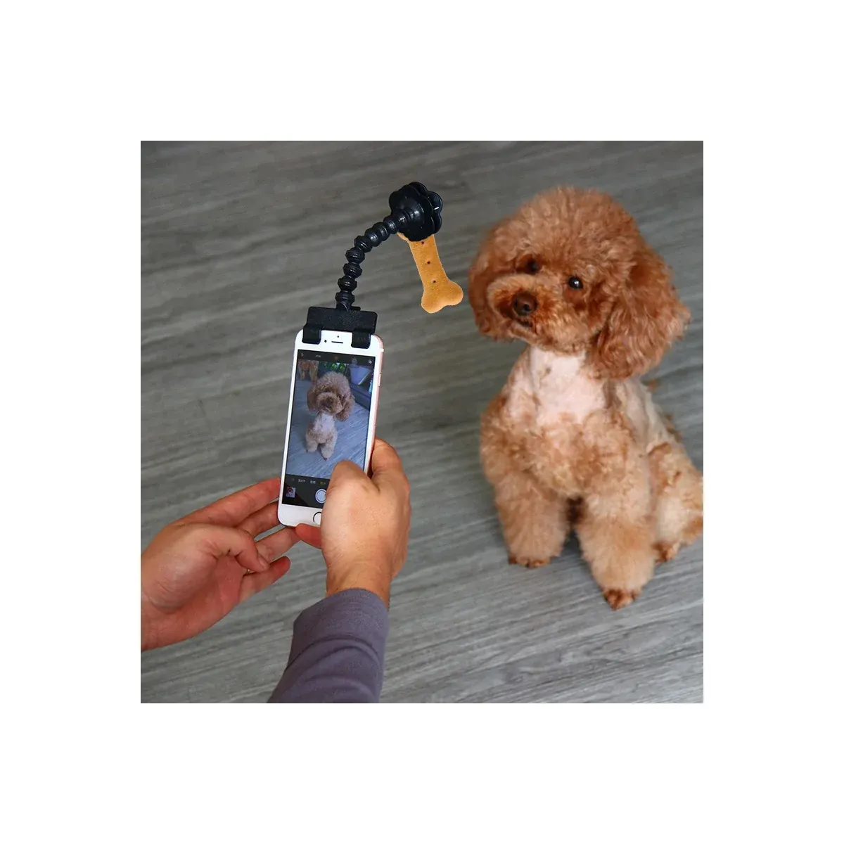 Pet selfie stick holding a phone in front of a dog