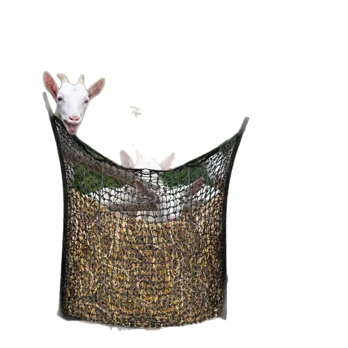 Goat eating from a slow-feed hay net