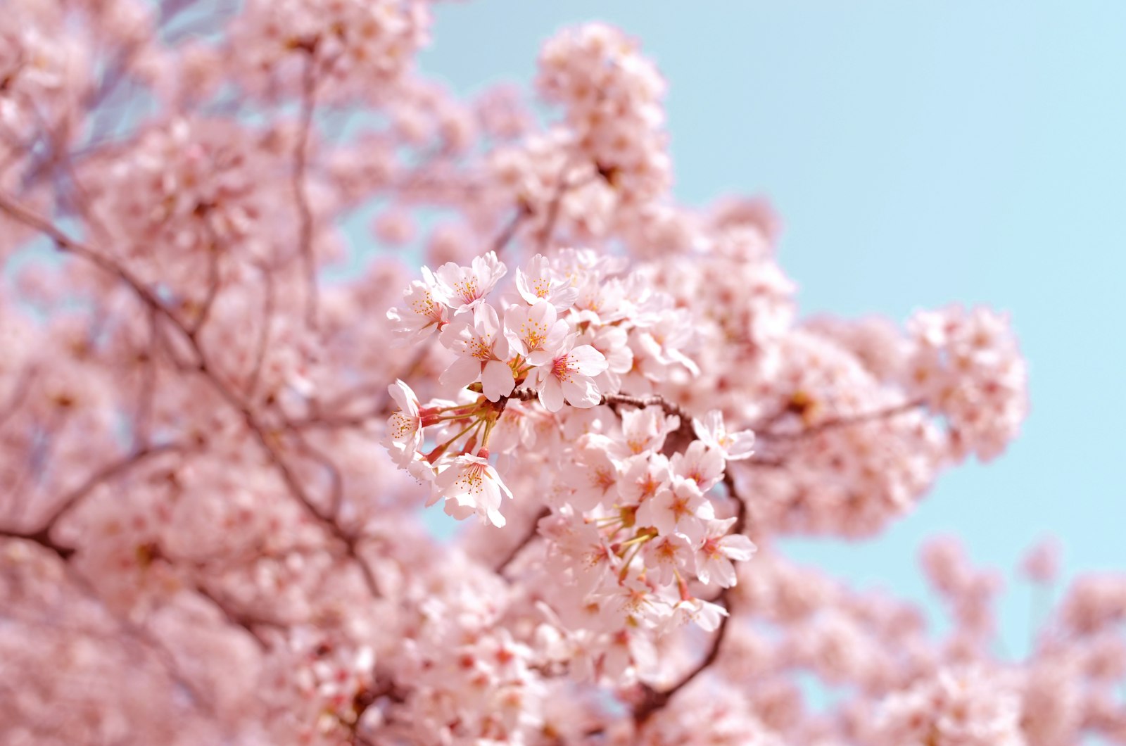Cherry blossoms in bloom, a common 3D memo pad theme