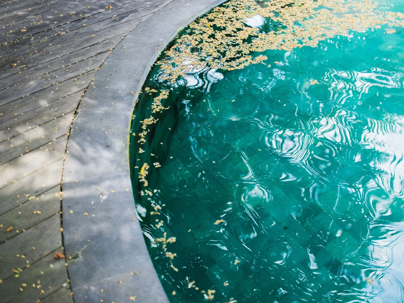 Curved pool edge with seeds and blossom floating on the water beside a timber deck