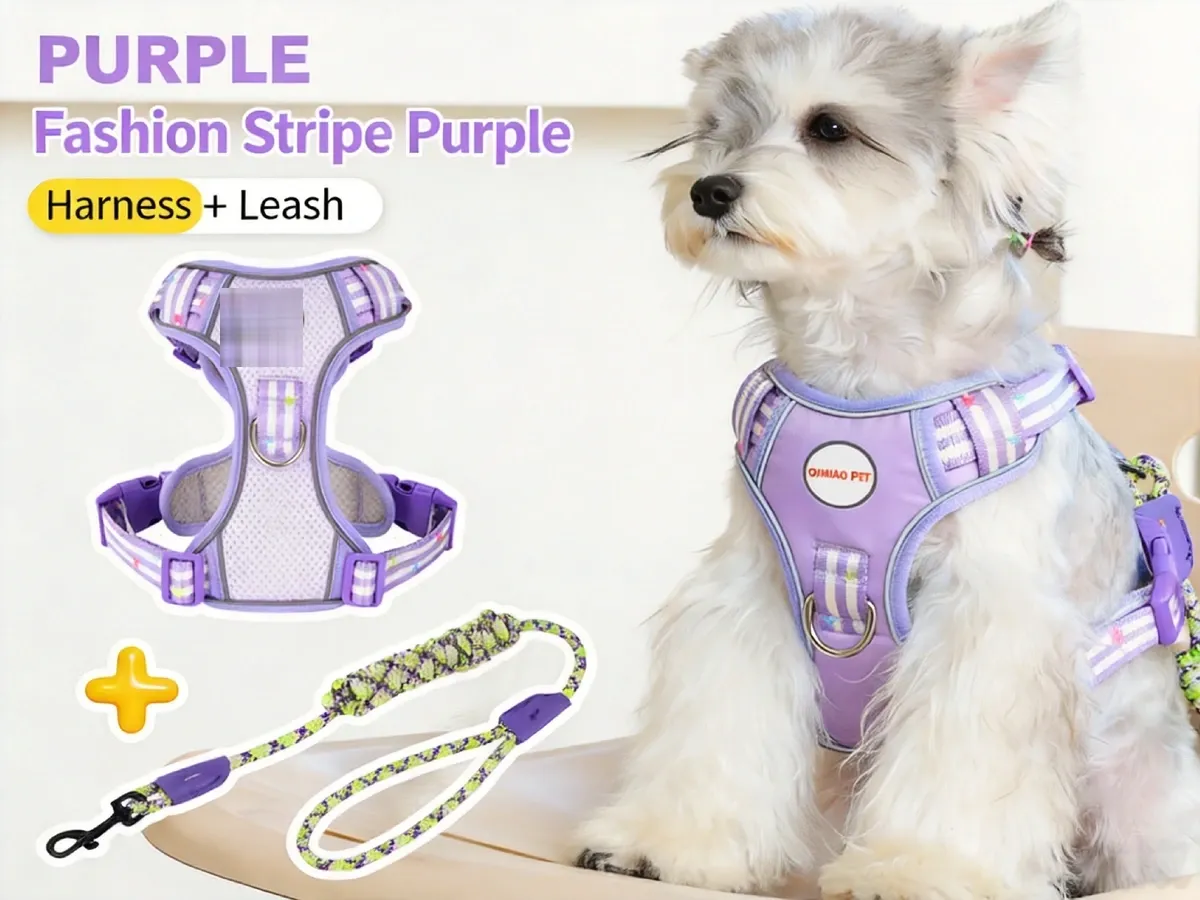 Schnauzer wearing a purple striped mesh dog harness with a green and purple rope leash