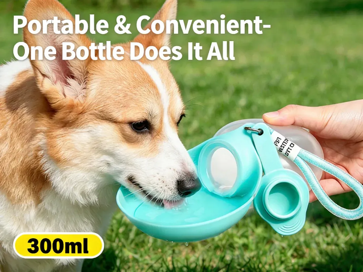 Corgi drinking from a teal 300ml pet water bottle