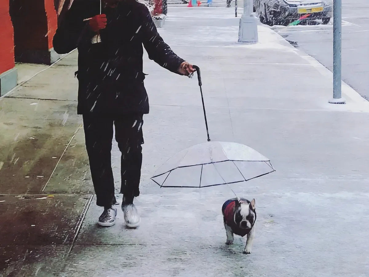 Walking a dog under the pet umbrella in rain