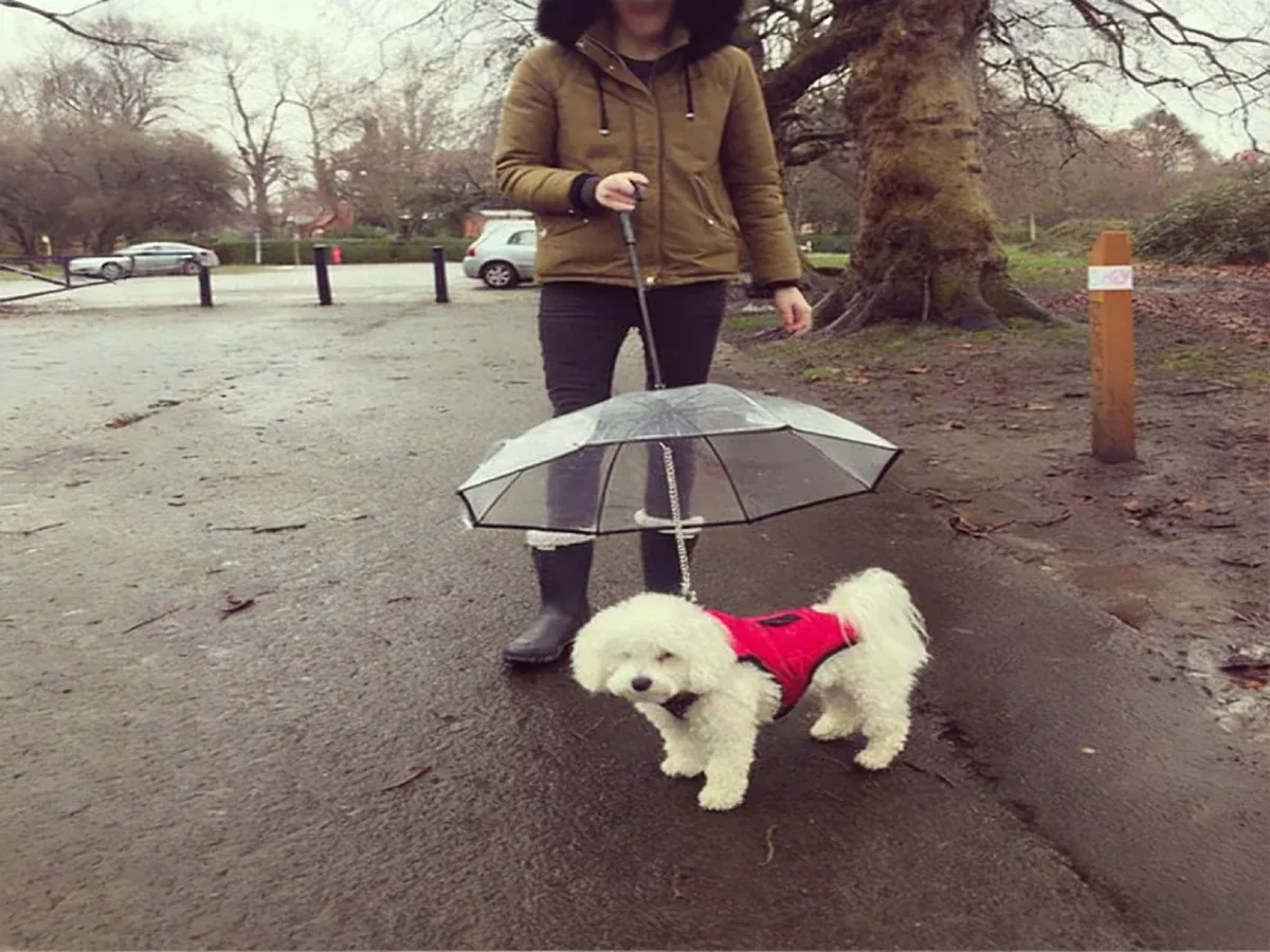 Pet umbrella keeping a white dog dry