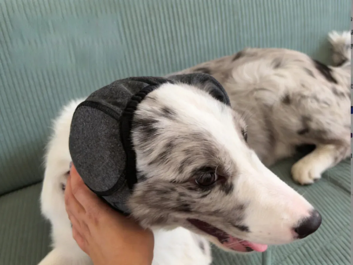Dog wearing the black calming hood