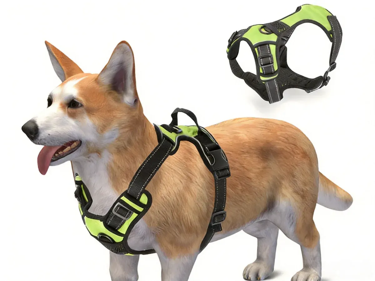 Corgi wearing a green reflective dog harness