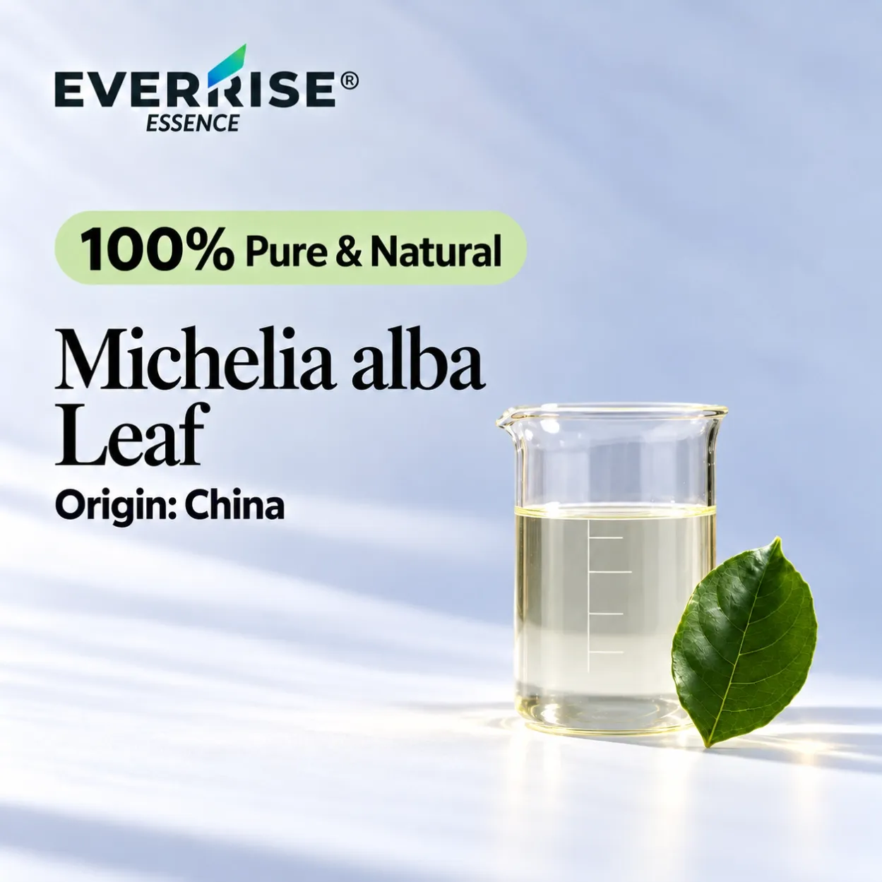 leaves-michelia-alba-leaf-china