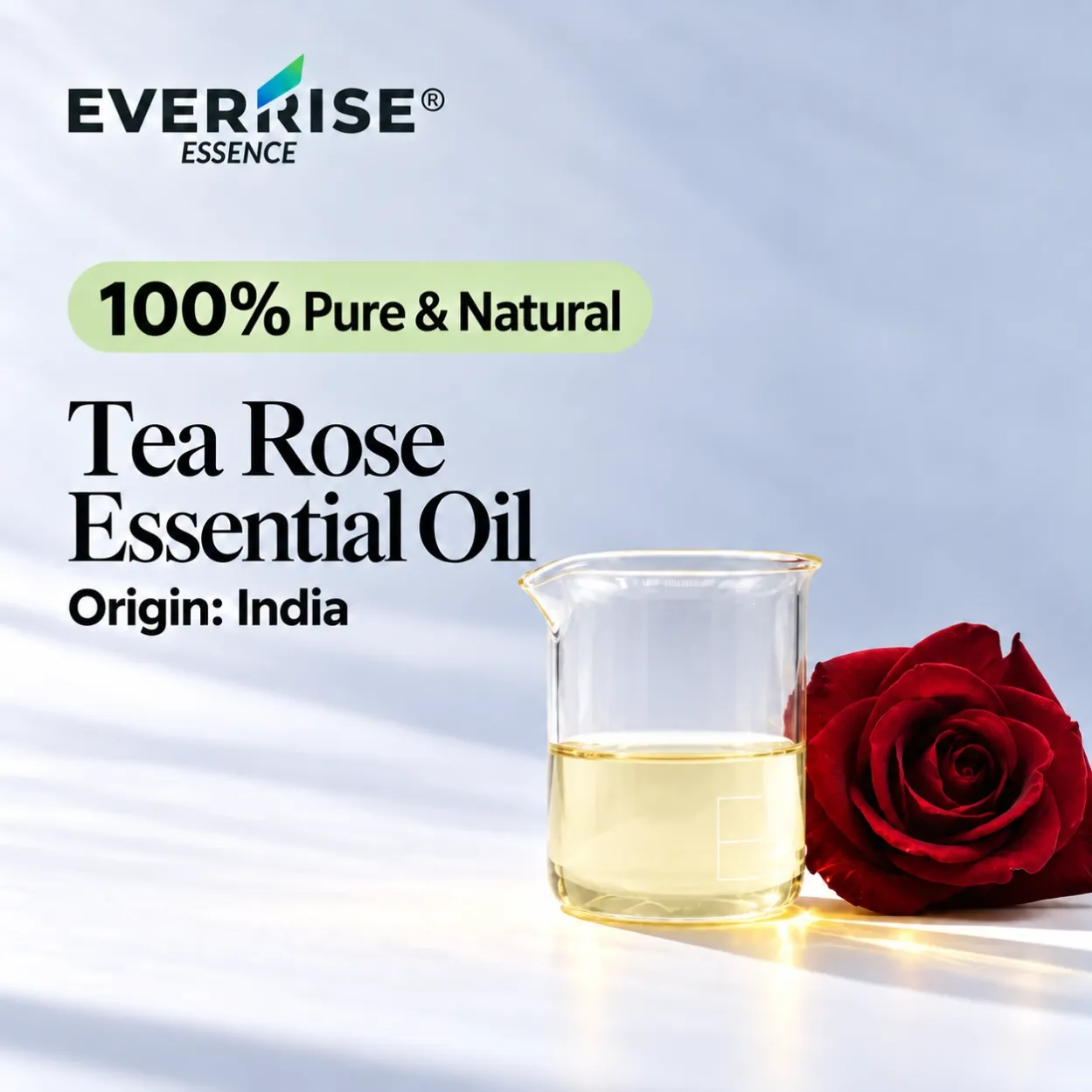 floral-tea-rose-essential-oil-india-color-corrected-20261022