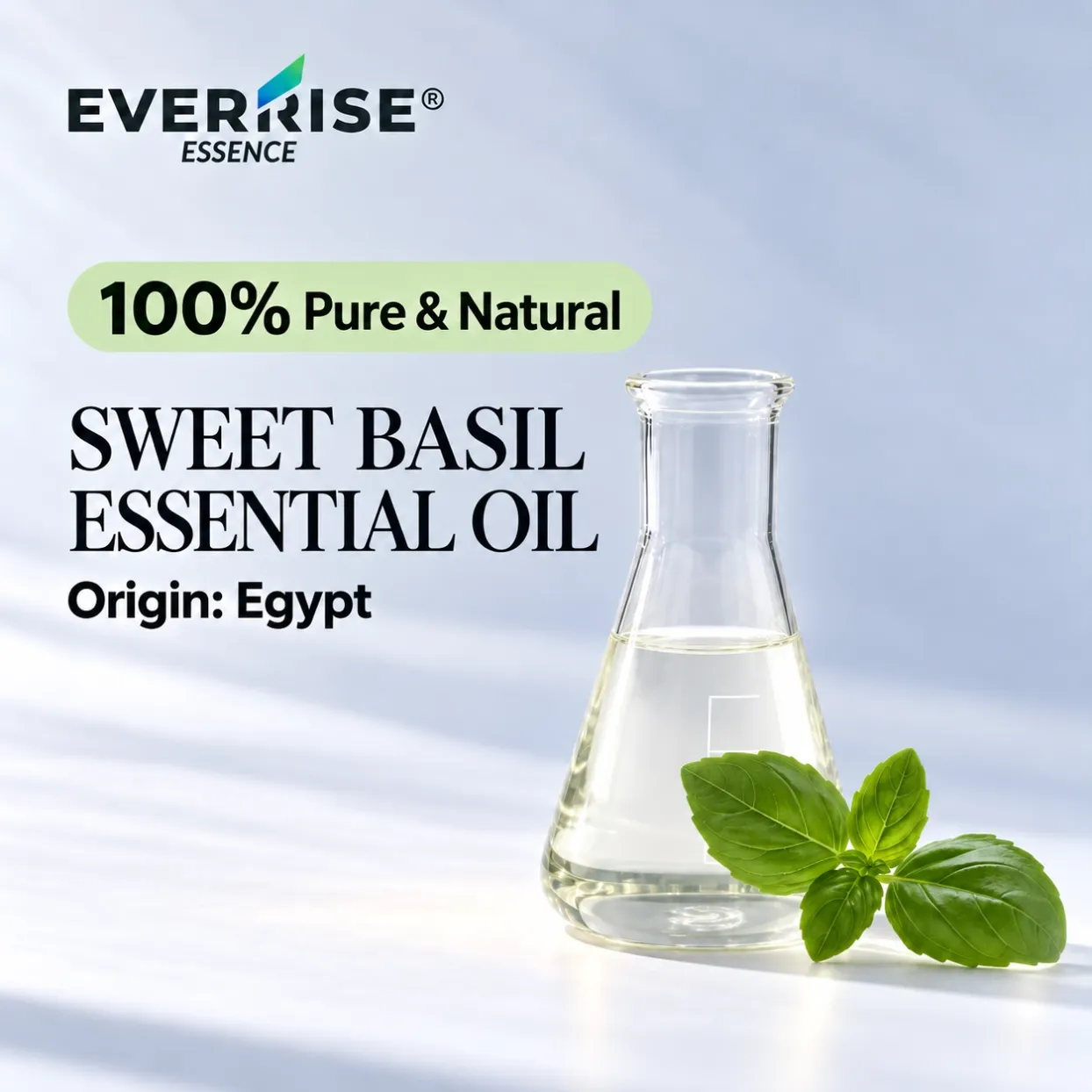 leaves-sweet-basil-essential-oil-egypt