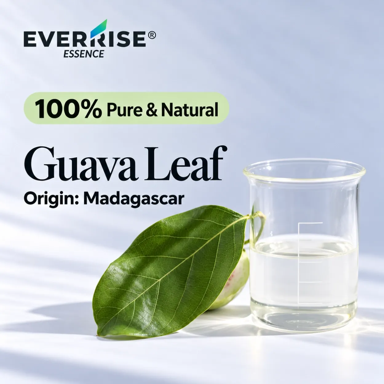 leaves-guava-leaf-madagascar