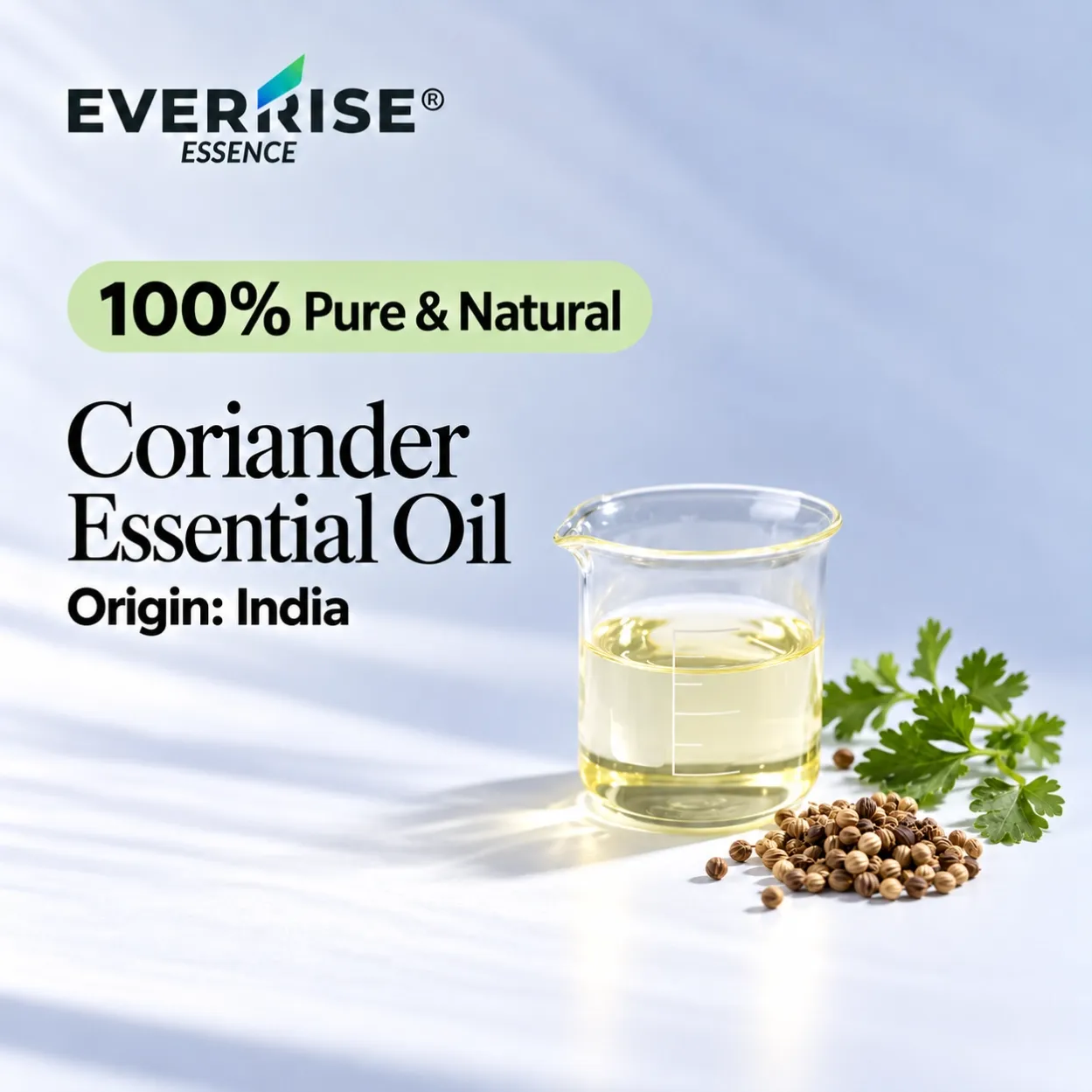 seeds-coriander-essential-oil-india