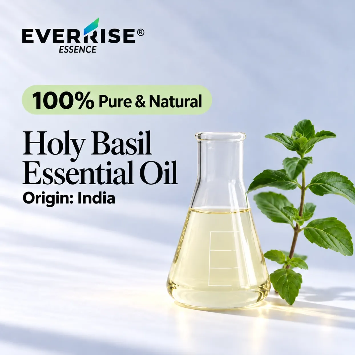 leaves-holy-basil-essential-oil-india-color-corrected-20261022