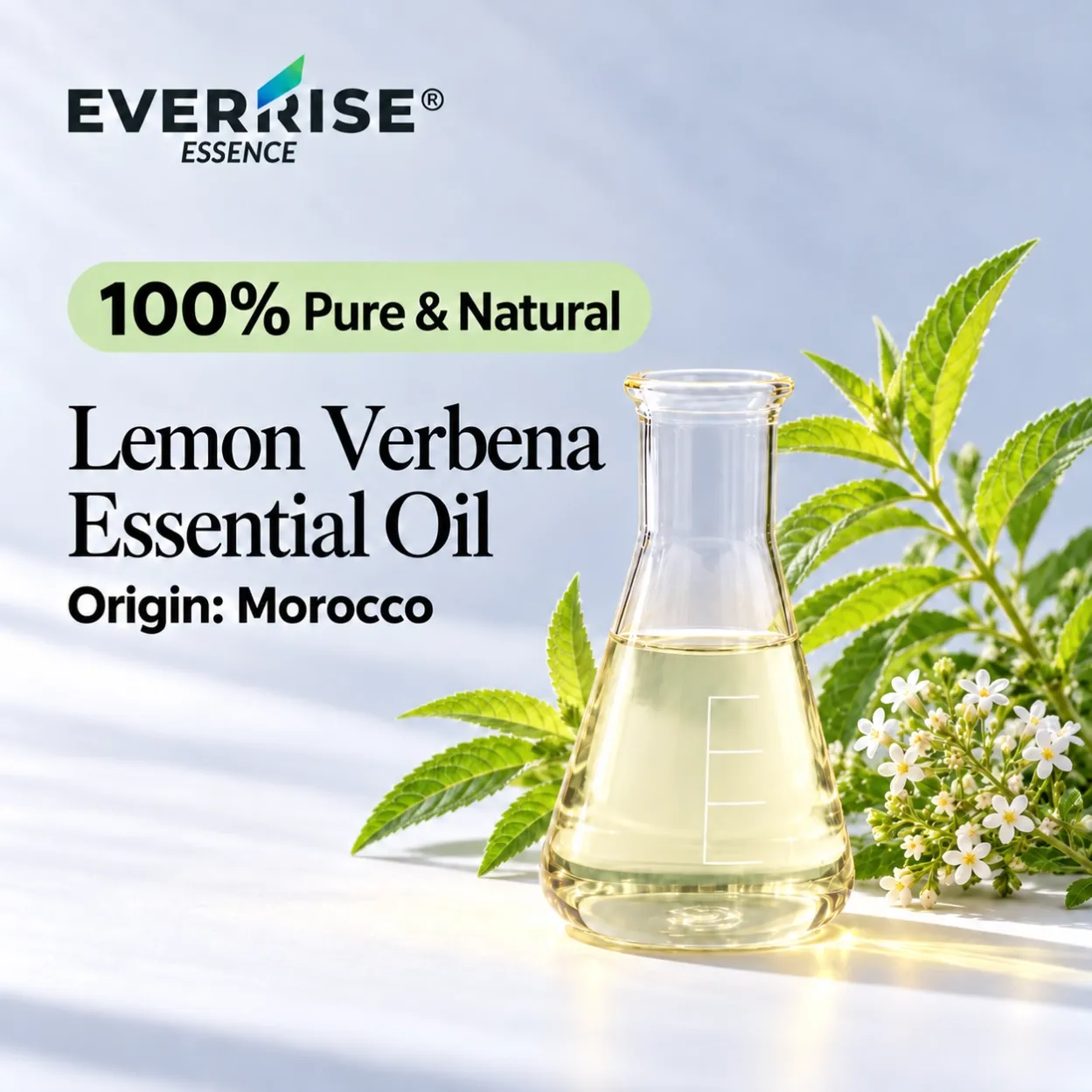 leaves-lemon-verbena-essential-oil-morocco-color-corrected-20261022