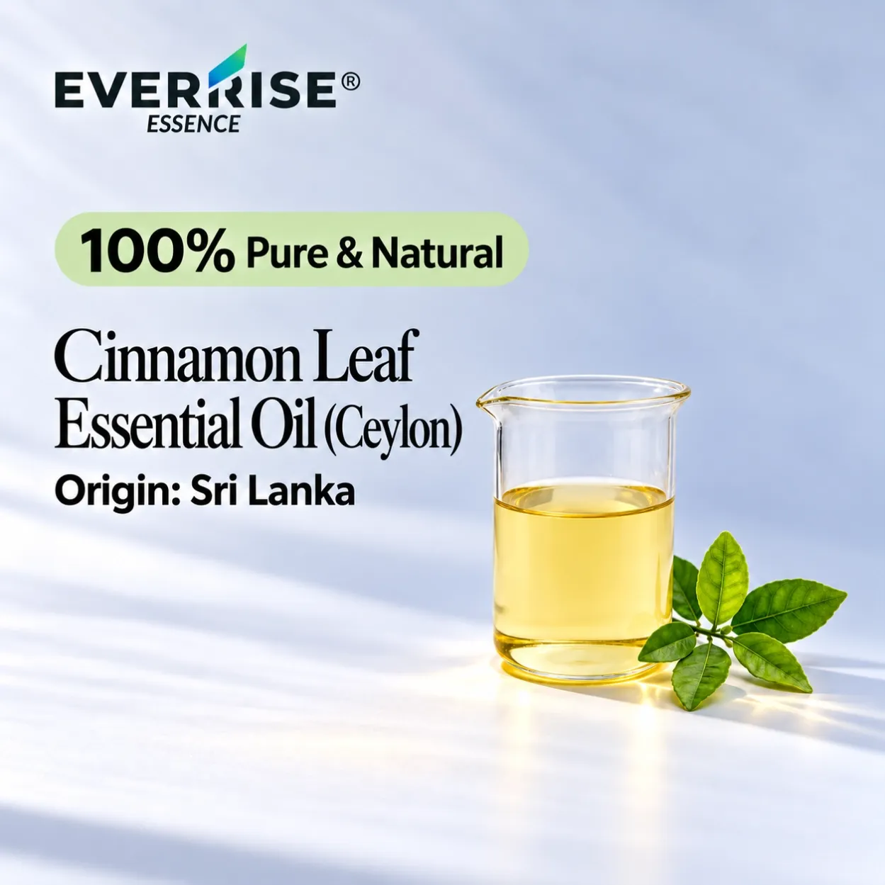 leaves-cinnamon-leaf-essential-oil-ceylon-sri-lanka