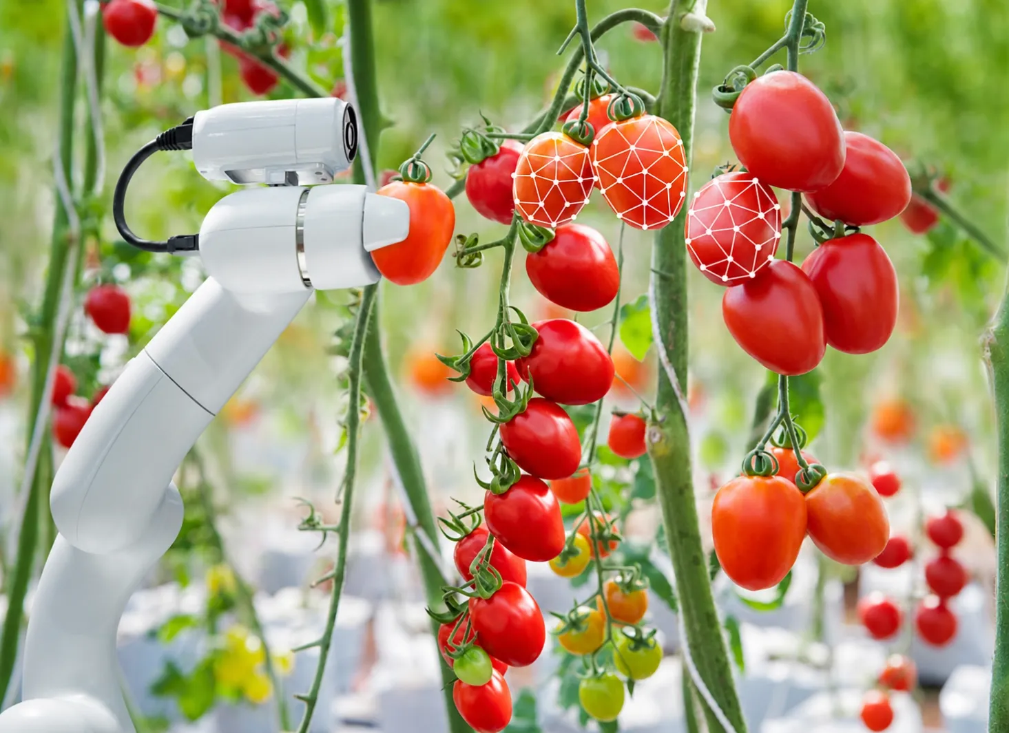 Alt: Illustrative greenhouse machine-vision system inspecting tomato crops with a robotic camera platform.