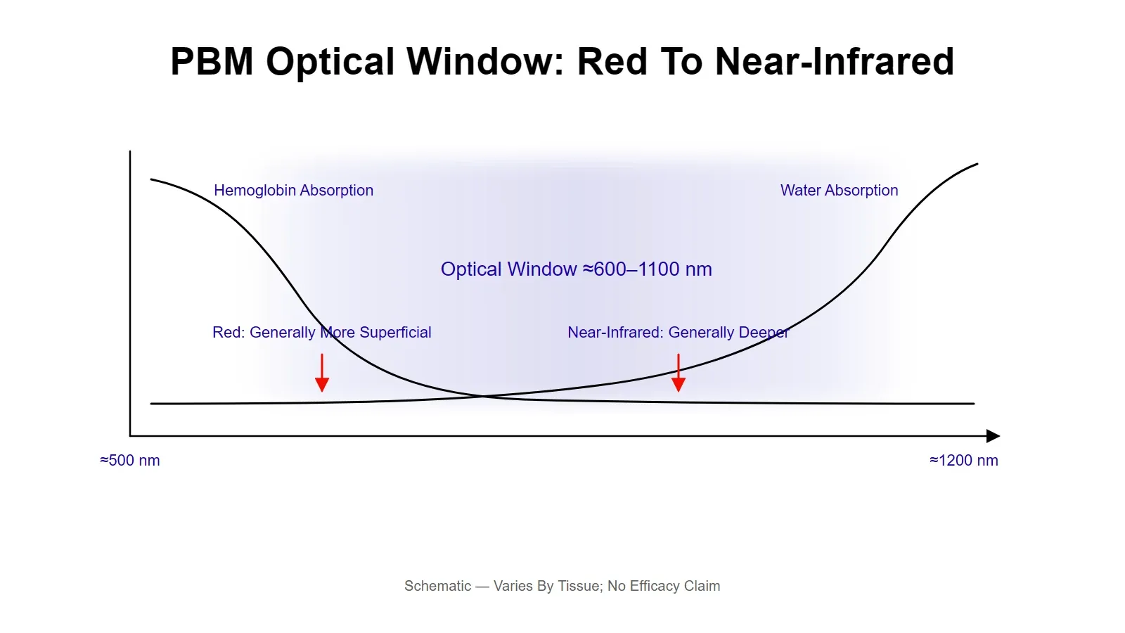 Schematic of the red-to-near-infrared optical window in tissue, bounded by hemoglobin absorption at shorter wavelengths and water absorption at longer wavelengths