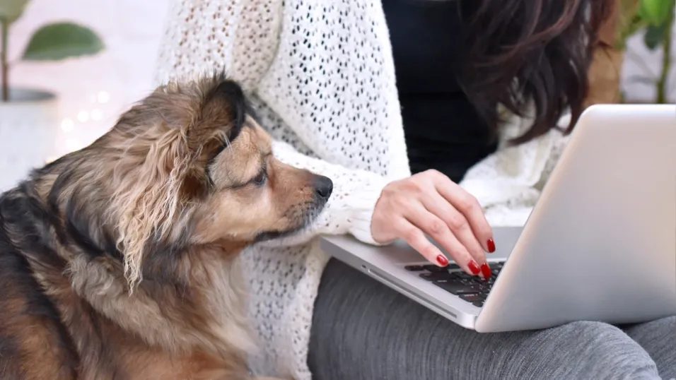 Latin American pet food market surpasses $8.82 billion