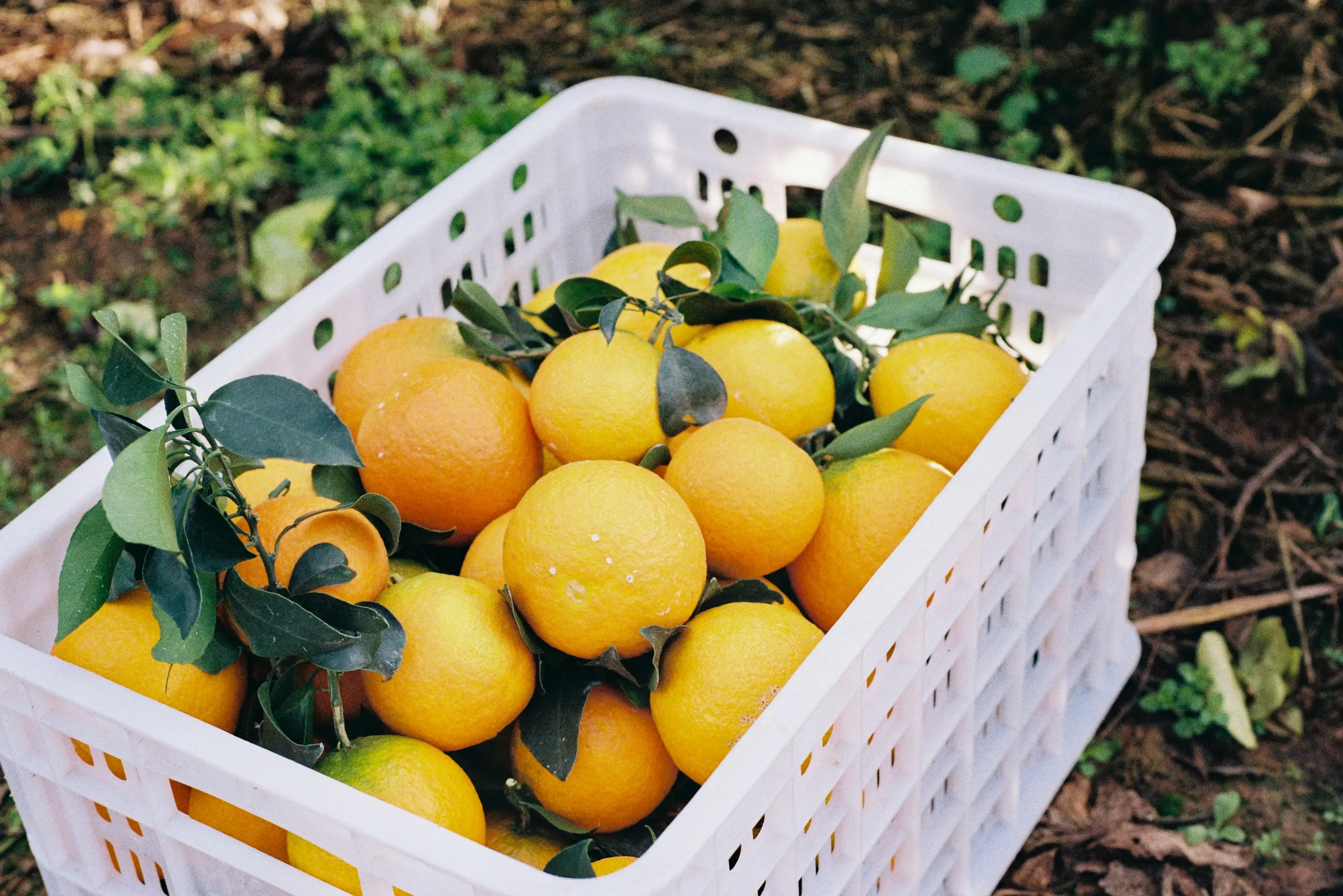 plastic-fruit-crate-injection-machine
