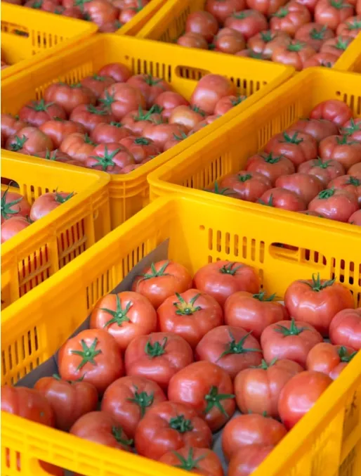 plastic-crate-mold-for-injection-machine